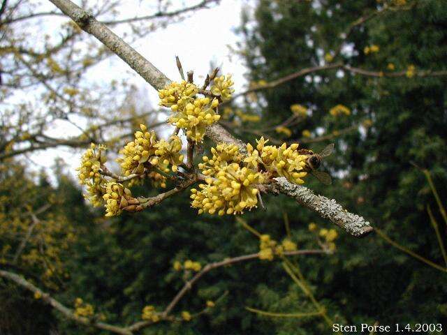 Image of Cornelian cherry dogwood