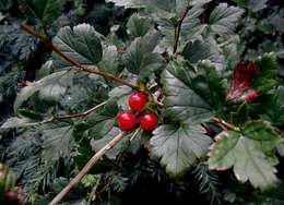 Image of Mountain Currant