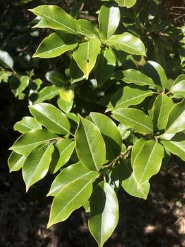 Image of Ilex pedunculosa Miq.