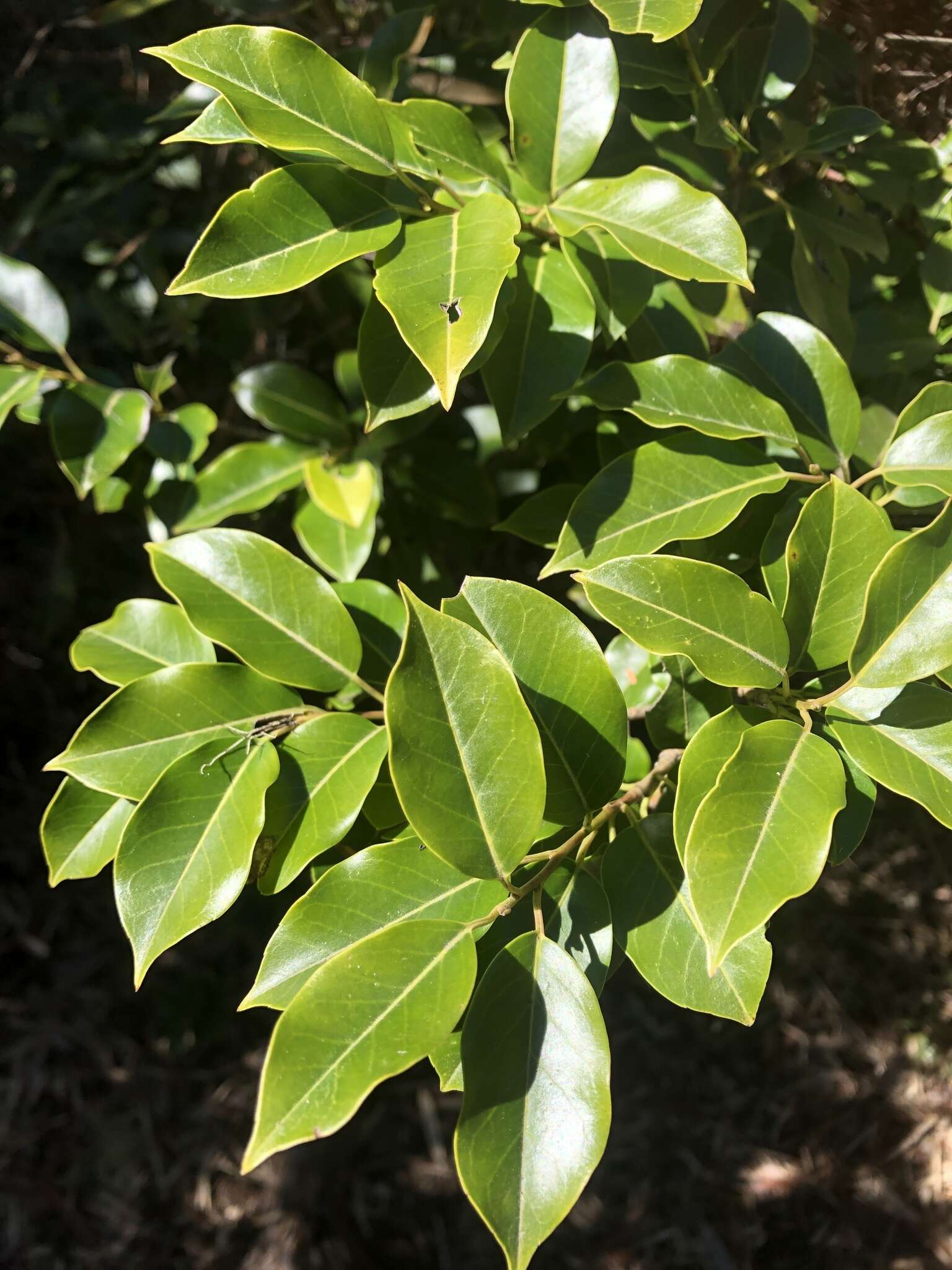 Image de Ilex pedunculosa Miq.