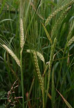 Image of common barley