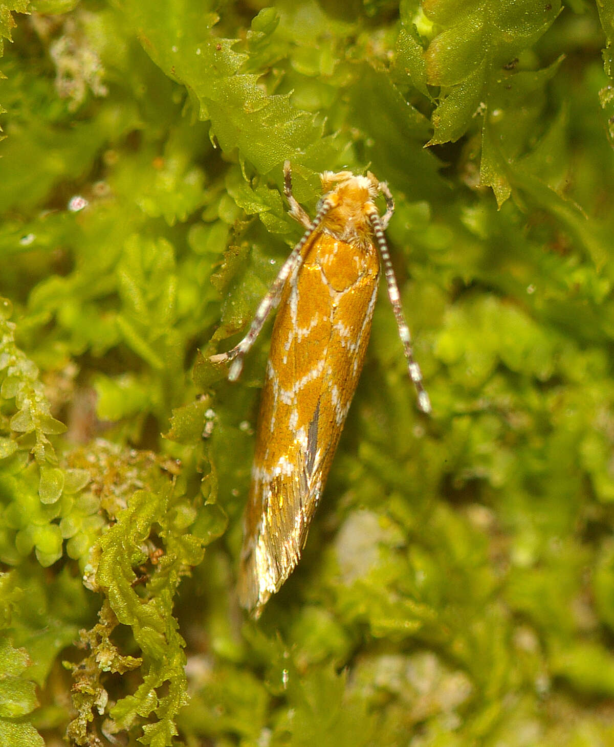 Image of Dryadaula castanea Philpott 1915