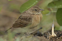 Image of Flappet Lark