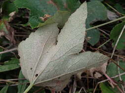 Image of Vitis ficifolia Bunge