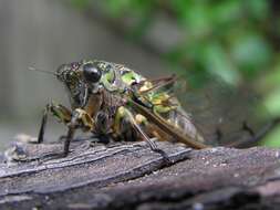 Amphipsalta zelandica (Boisduval 1835)的圖片