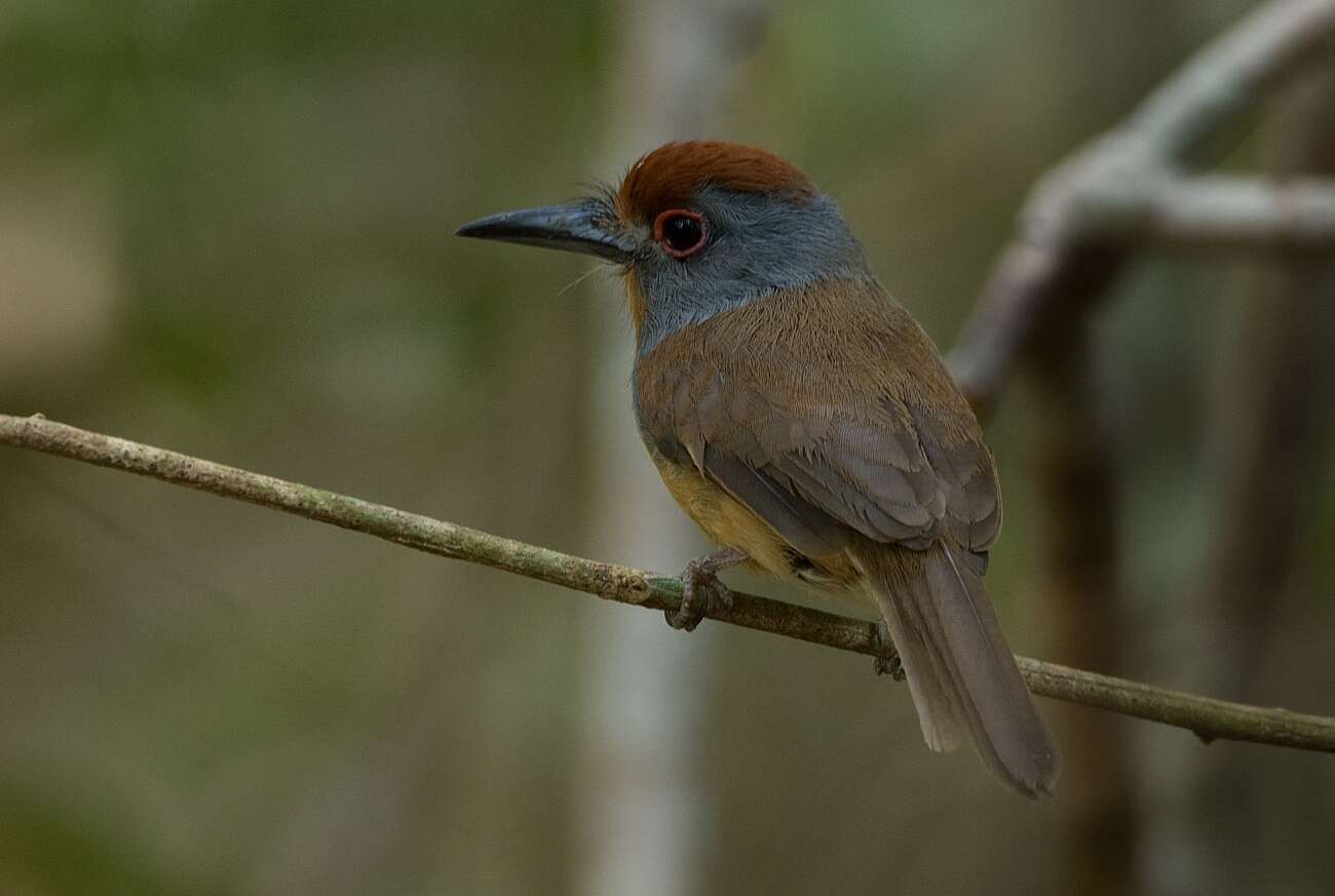 Image of Gray-cheeked Nunlet