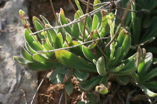 Image of Tylecodon leucothrix (C. A. Smith) H. Tölken