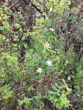 Image of Saskatoon serviceberry