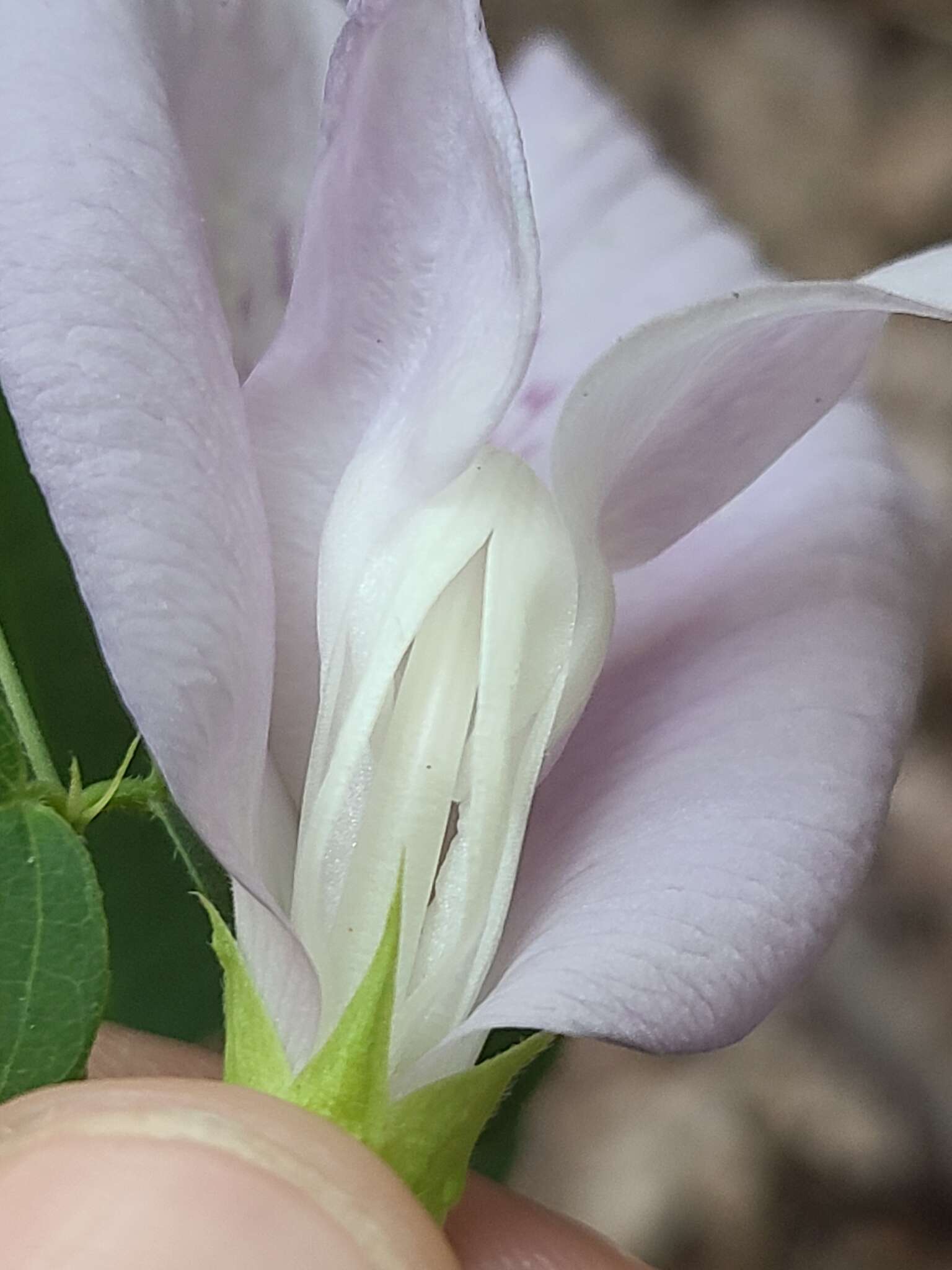 صورة Clitoria mariana var. mariana