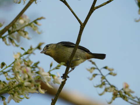 Image of White-eared Conebill