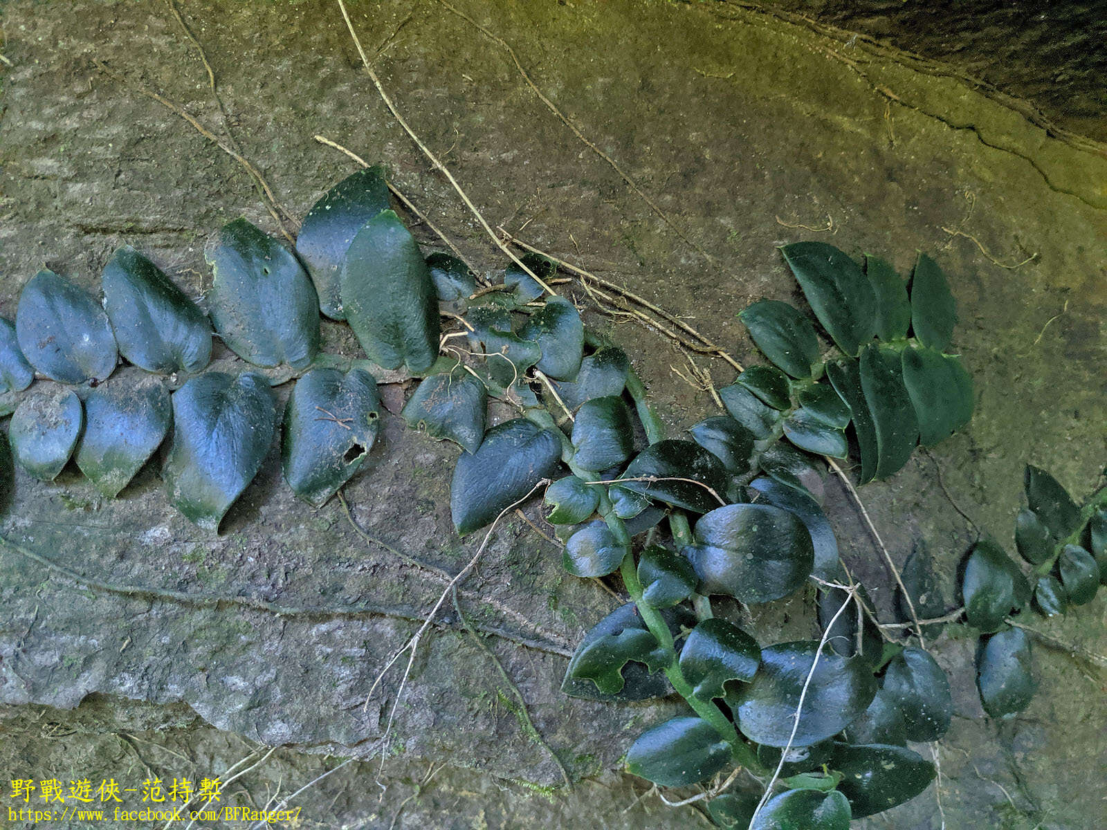 Image of Rhaphidophora hongkongensis Schott
