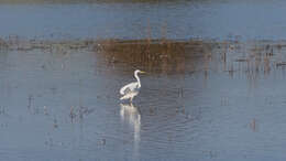 Image of Great Egret