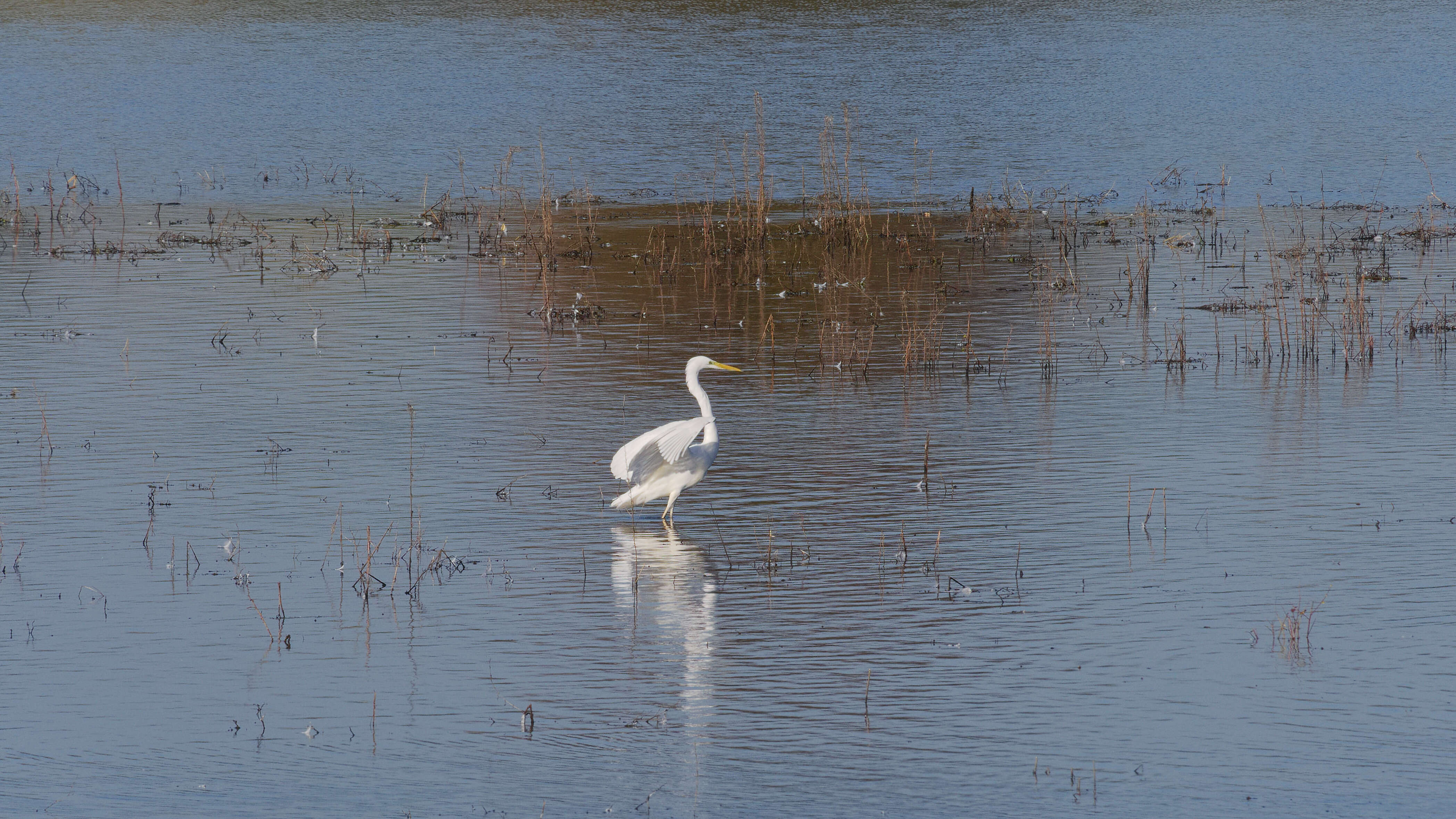 Image of Great Egret