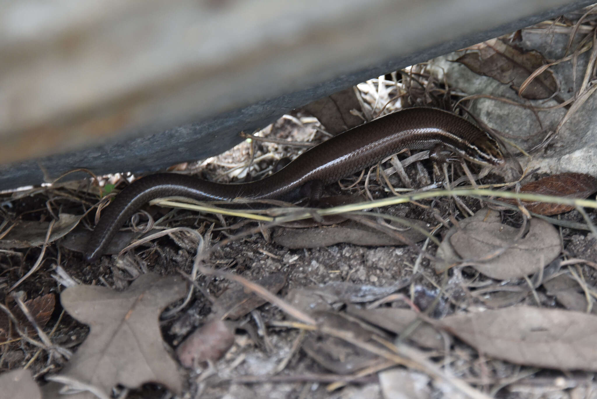 صورة Plestiodon tetragrammus brevilineatus (Cope 1880)