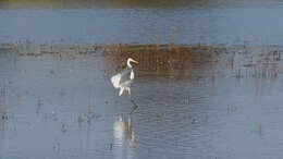 Image of Great Egret