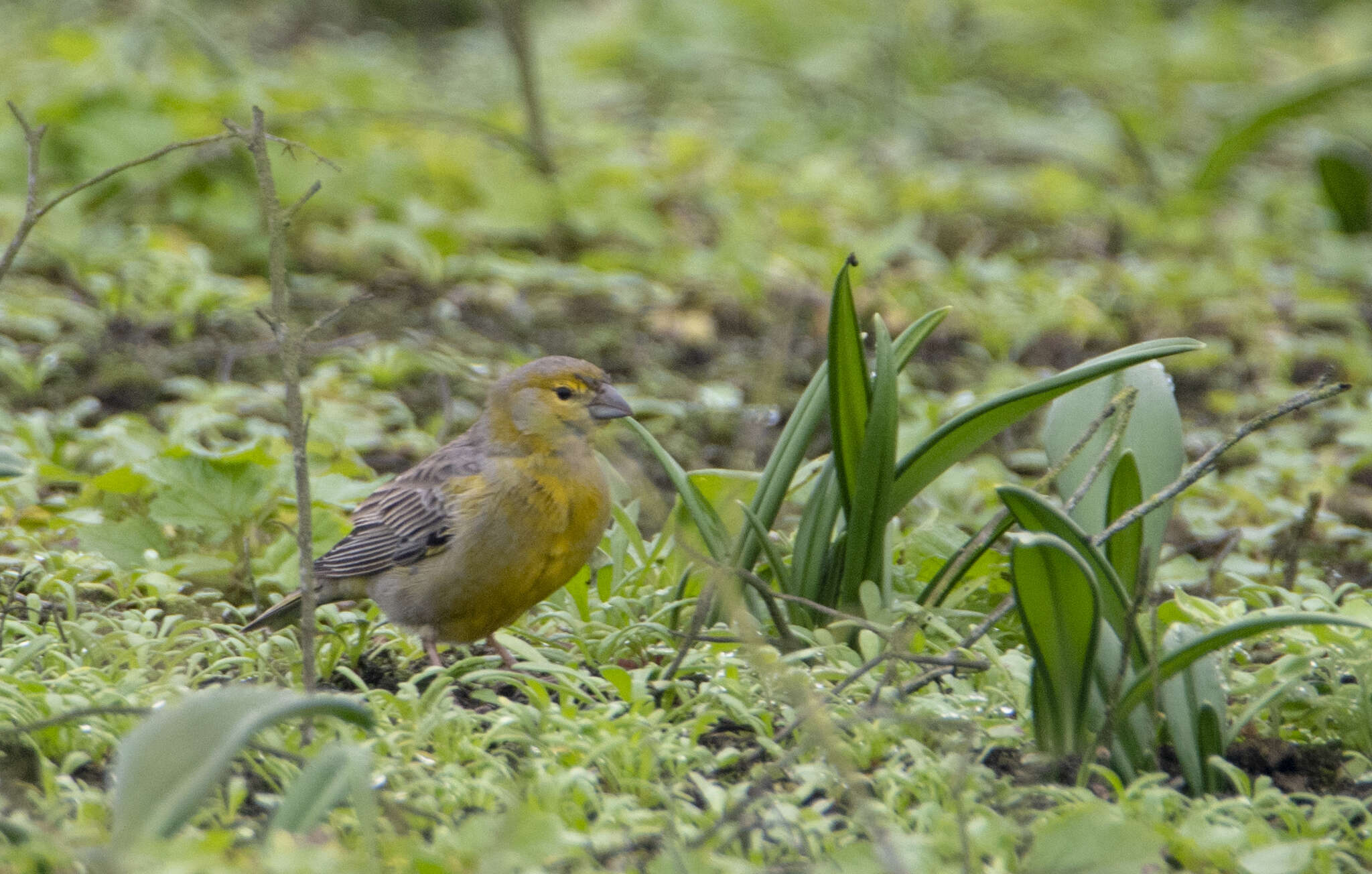 Image of Raimondi's Yellow Finch