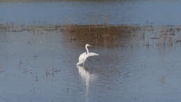 Image of Great Egret