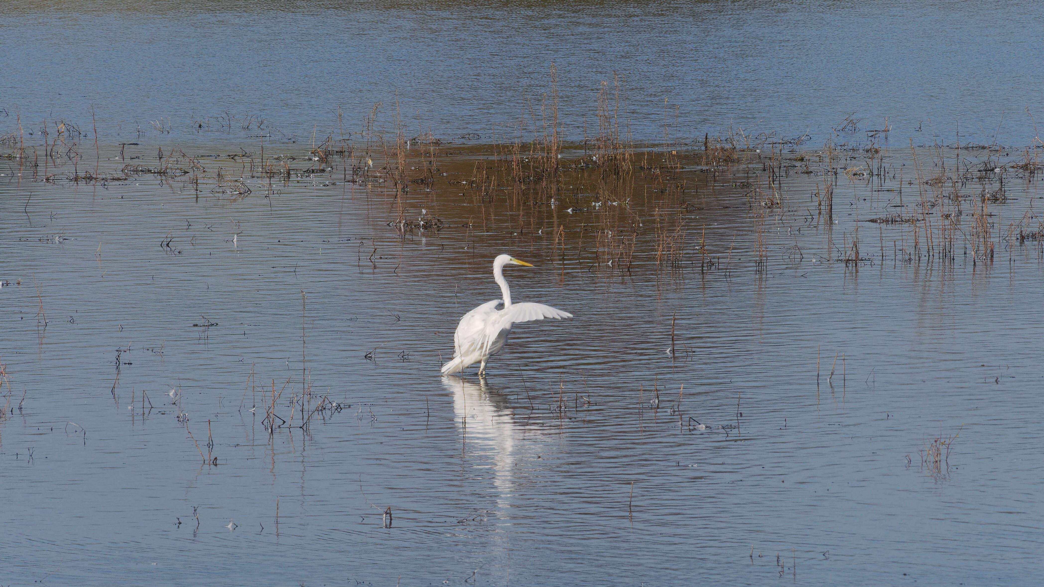 Image of Great Egret