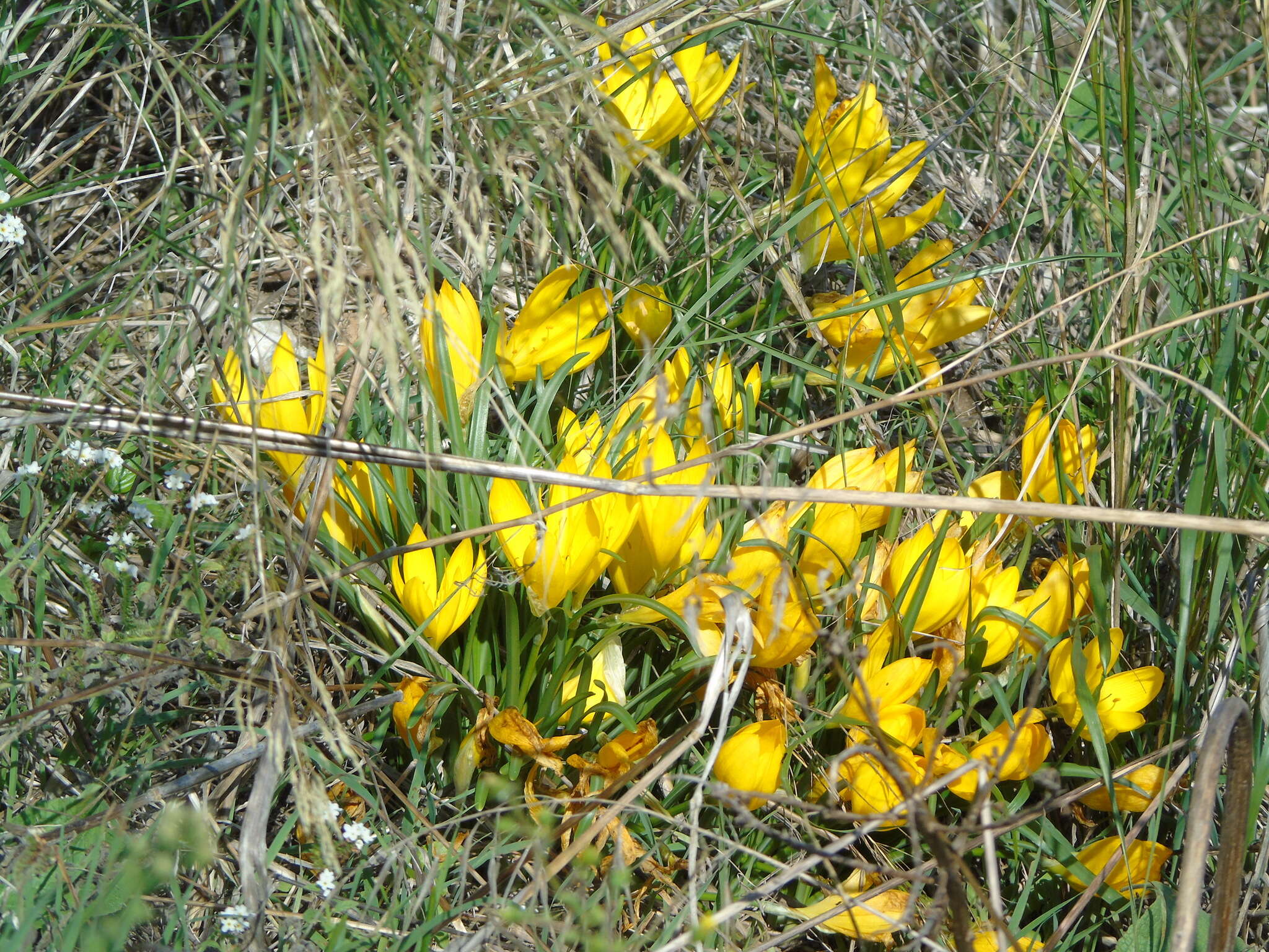 Image of winter daffodil