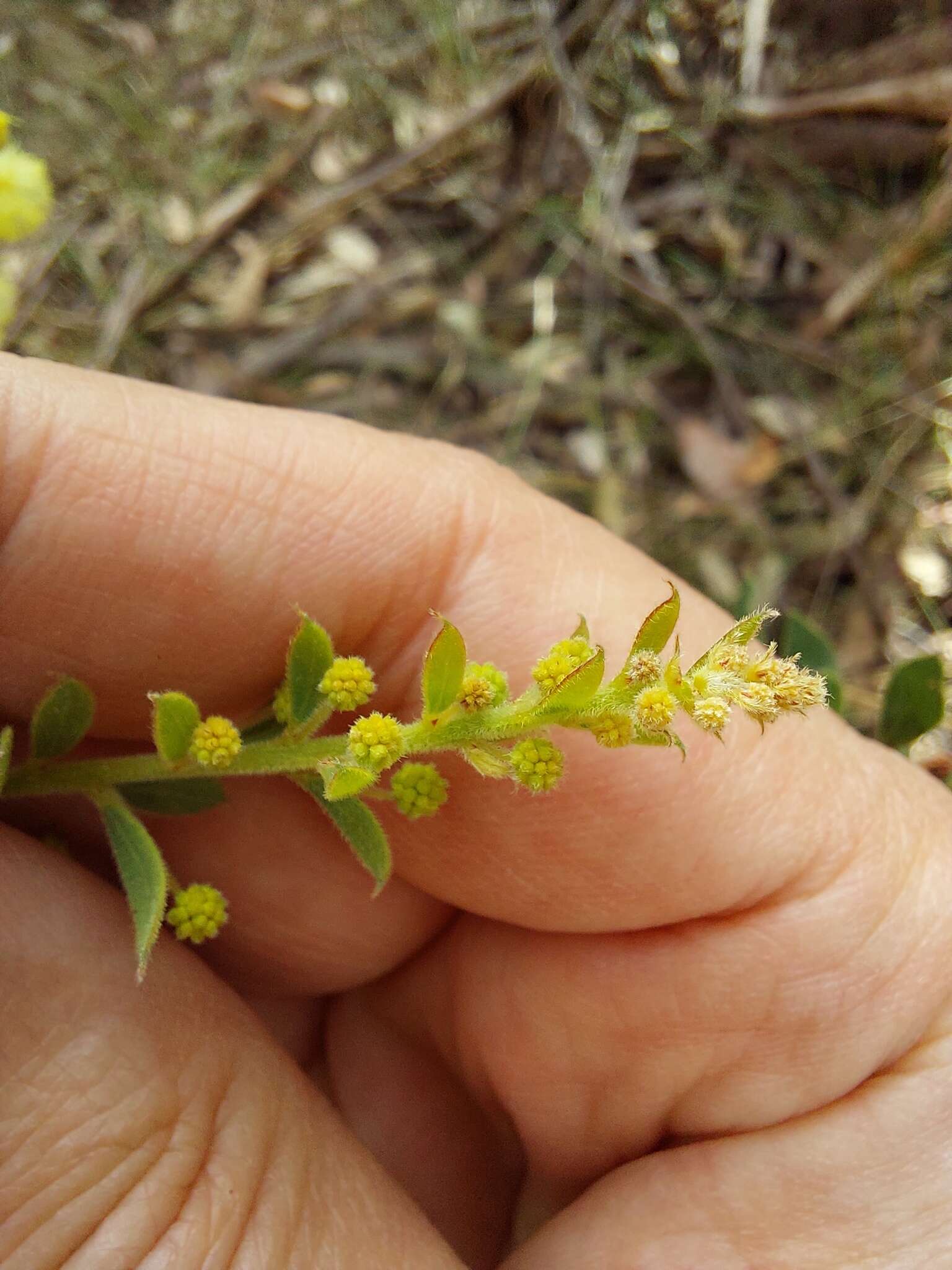 Acacia cremiflora B. J. Conn & Tame的圖片