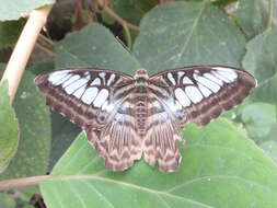 Imagem de Parthenos sylvia