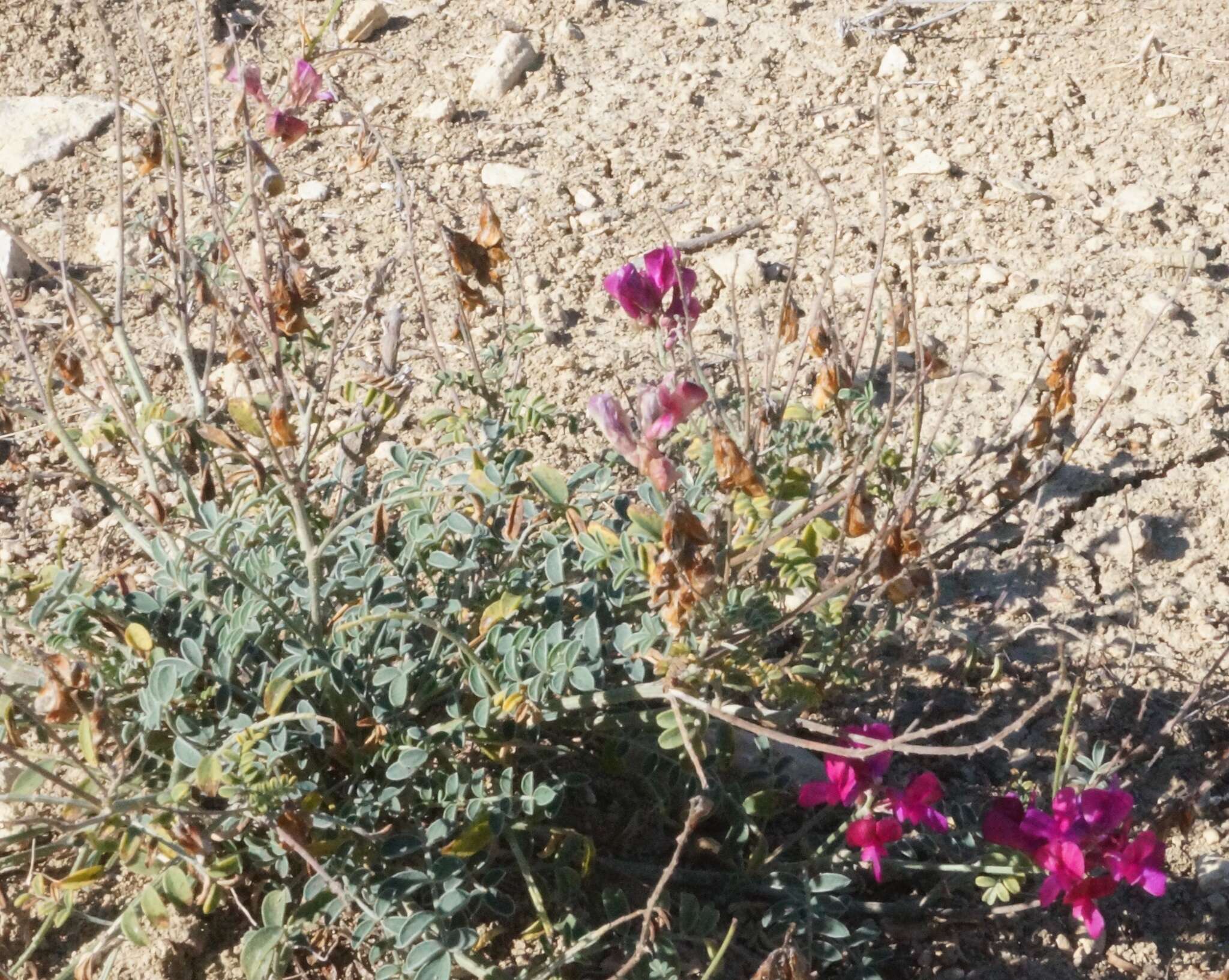 Image de Hedysarum tauricum Willd.