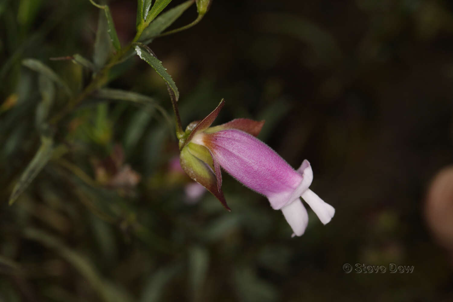 Image of Eremophila clarkei Oldfield & F. Muell.