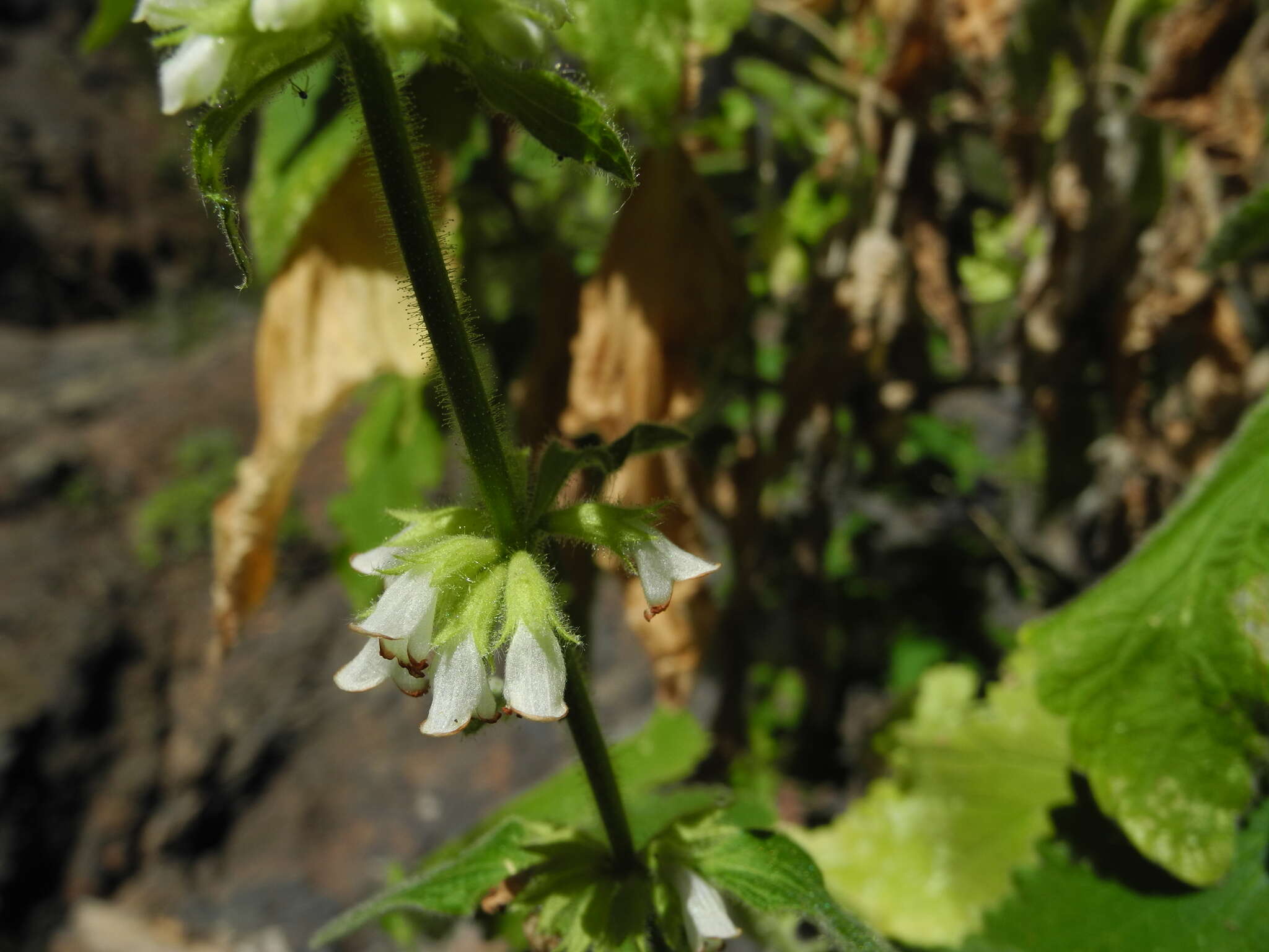 Image of Sideritis infernalis Bolle