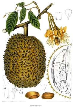 Image of durian