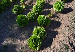 Image of garden lettuce