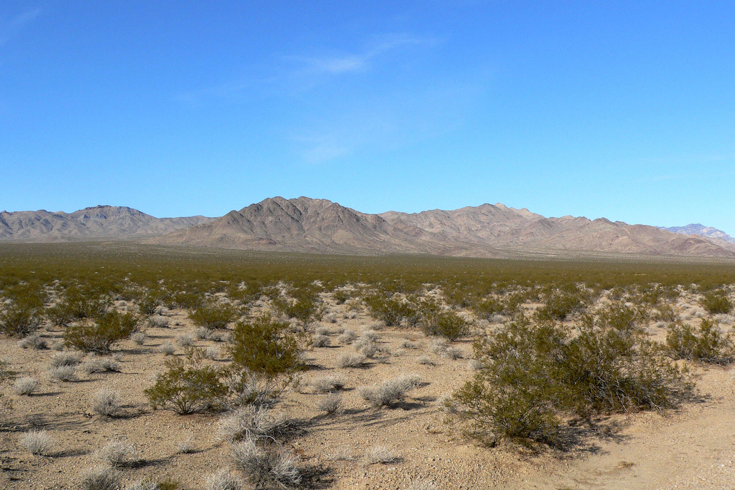 Image of creosote bush