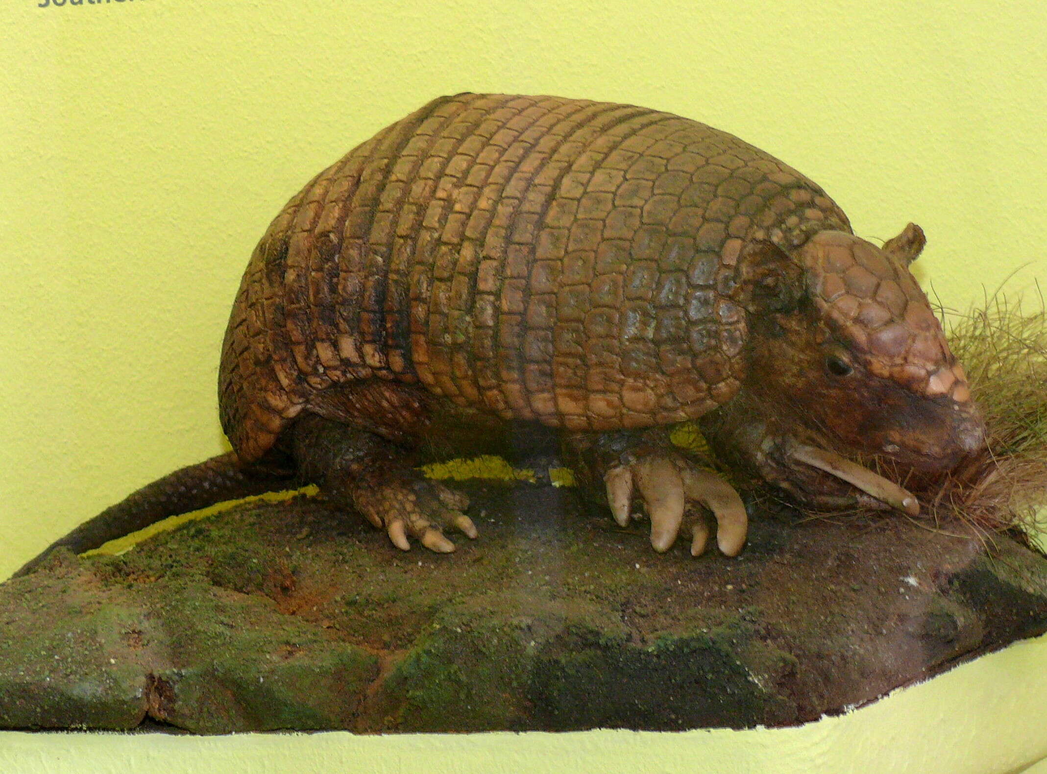 Image of Southern Naked-Tailed Armadillo