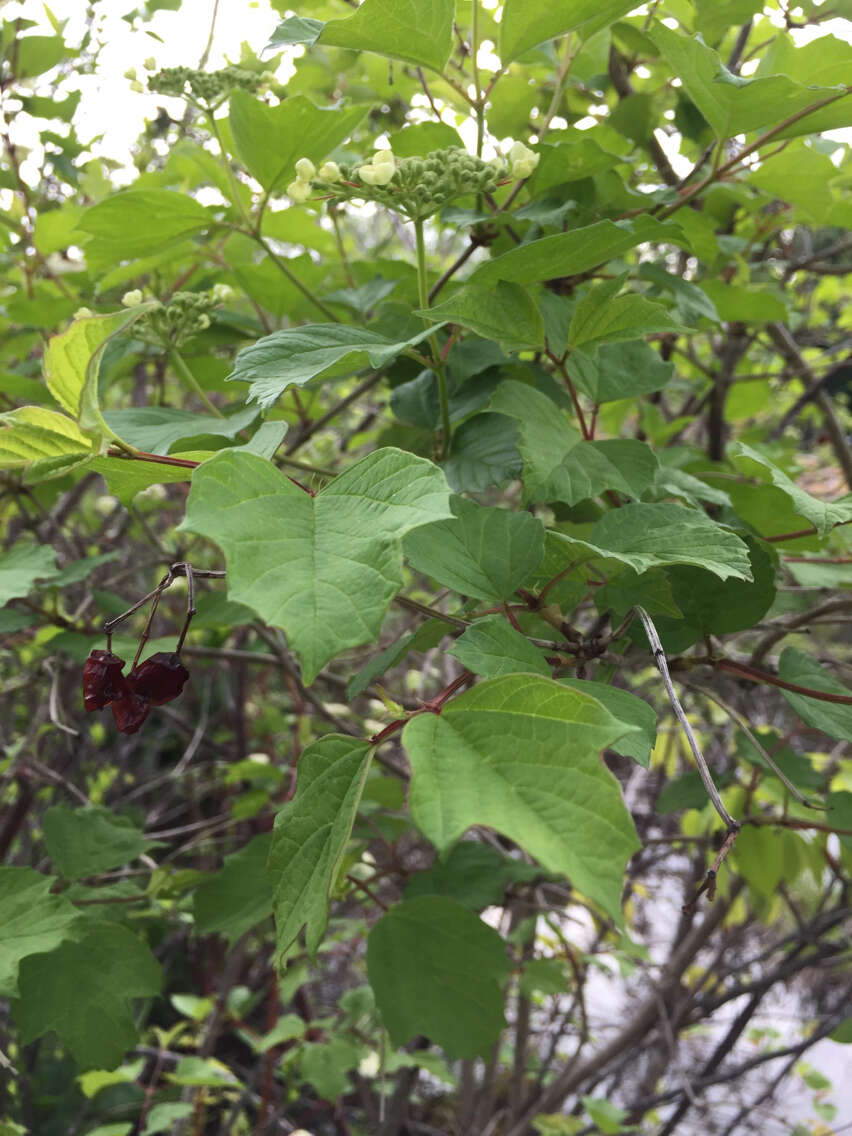 Image of Cranberry-tree