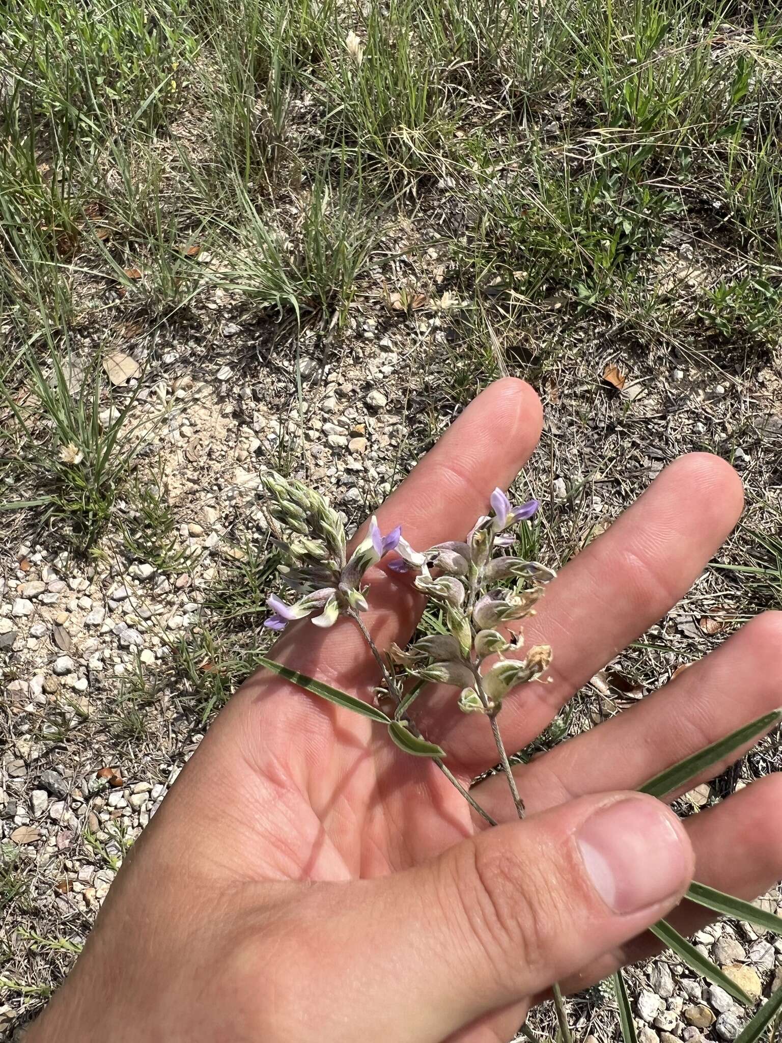 Imagem de Psoralea cyphocalyx A. Gray