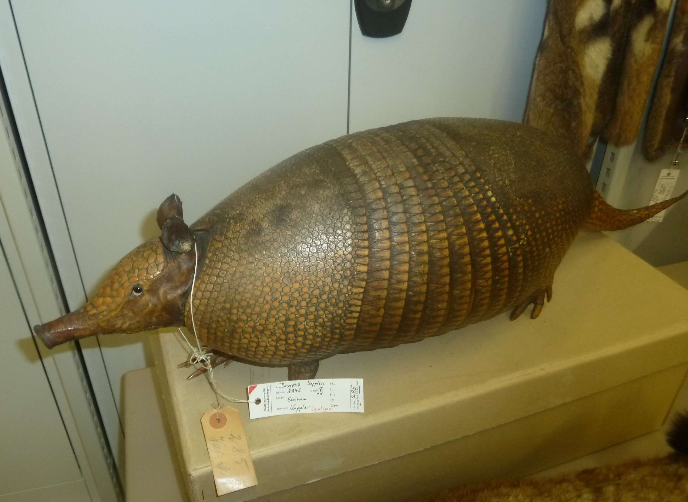 Image of Greater Long-nosed Armadillo
