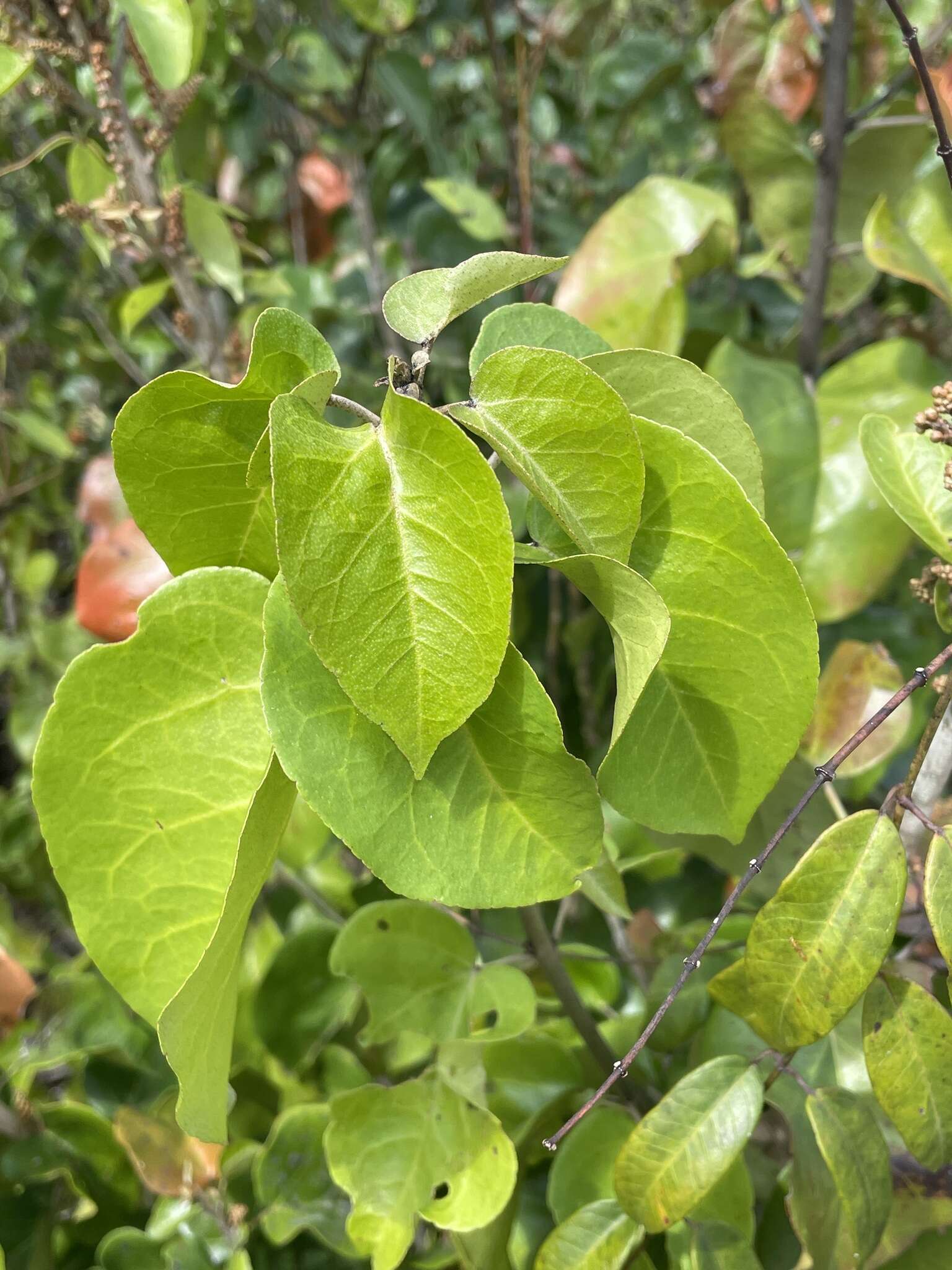 Image of Croton arboreus Millsp.