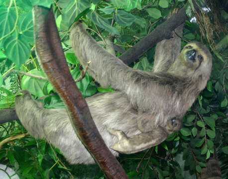 Image of Pale-throated Sloth