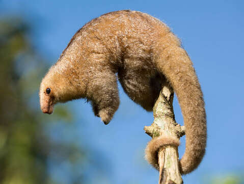 Image of silky anteaters