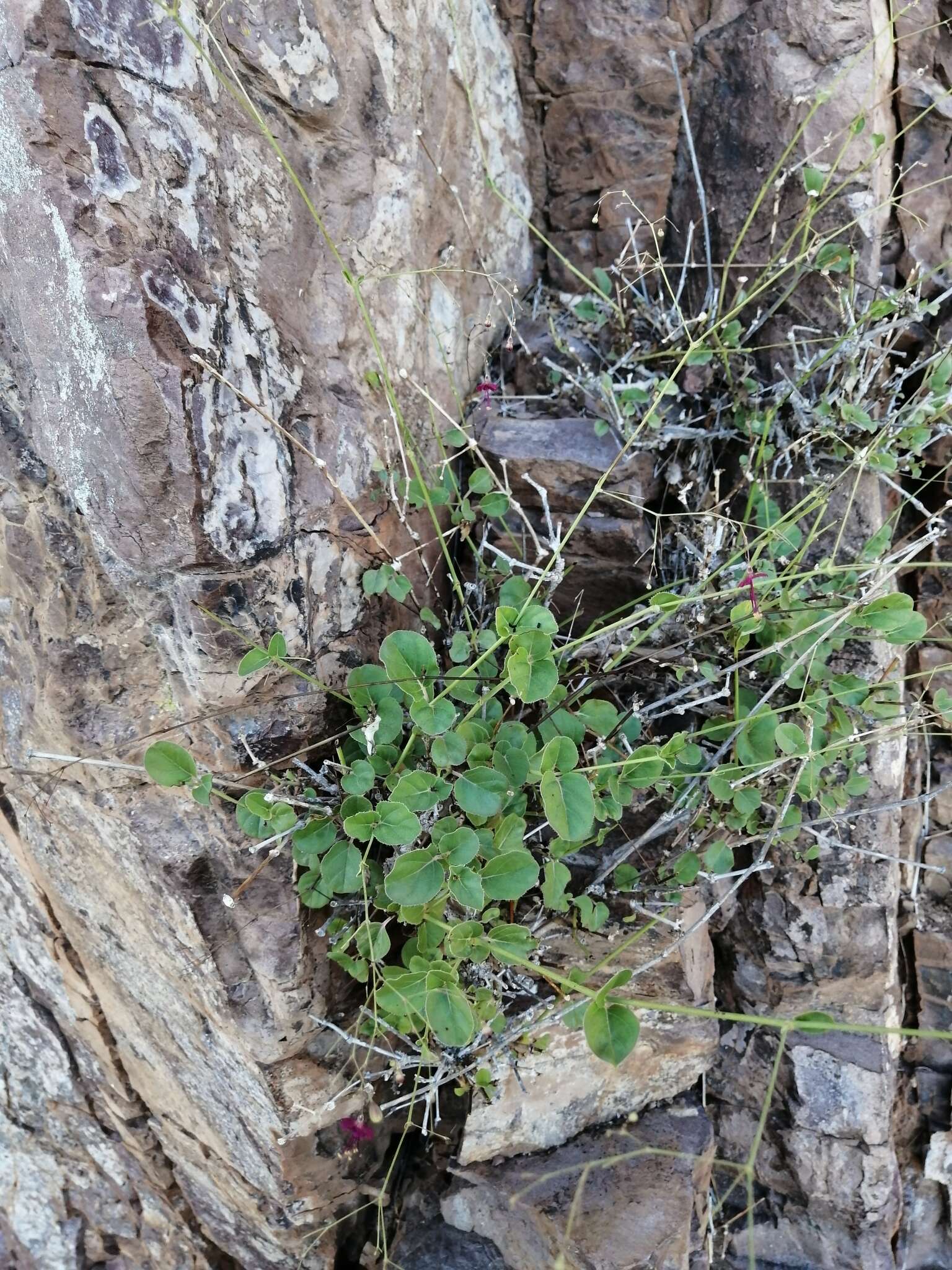 Imagem de Boerhavia gracillima Heimerl