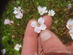 Image of Epilobium macropus Hook.