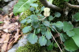 Imagem de Saxifraga hirsuta L.