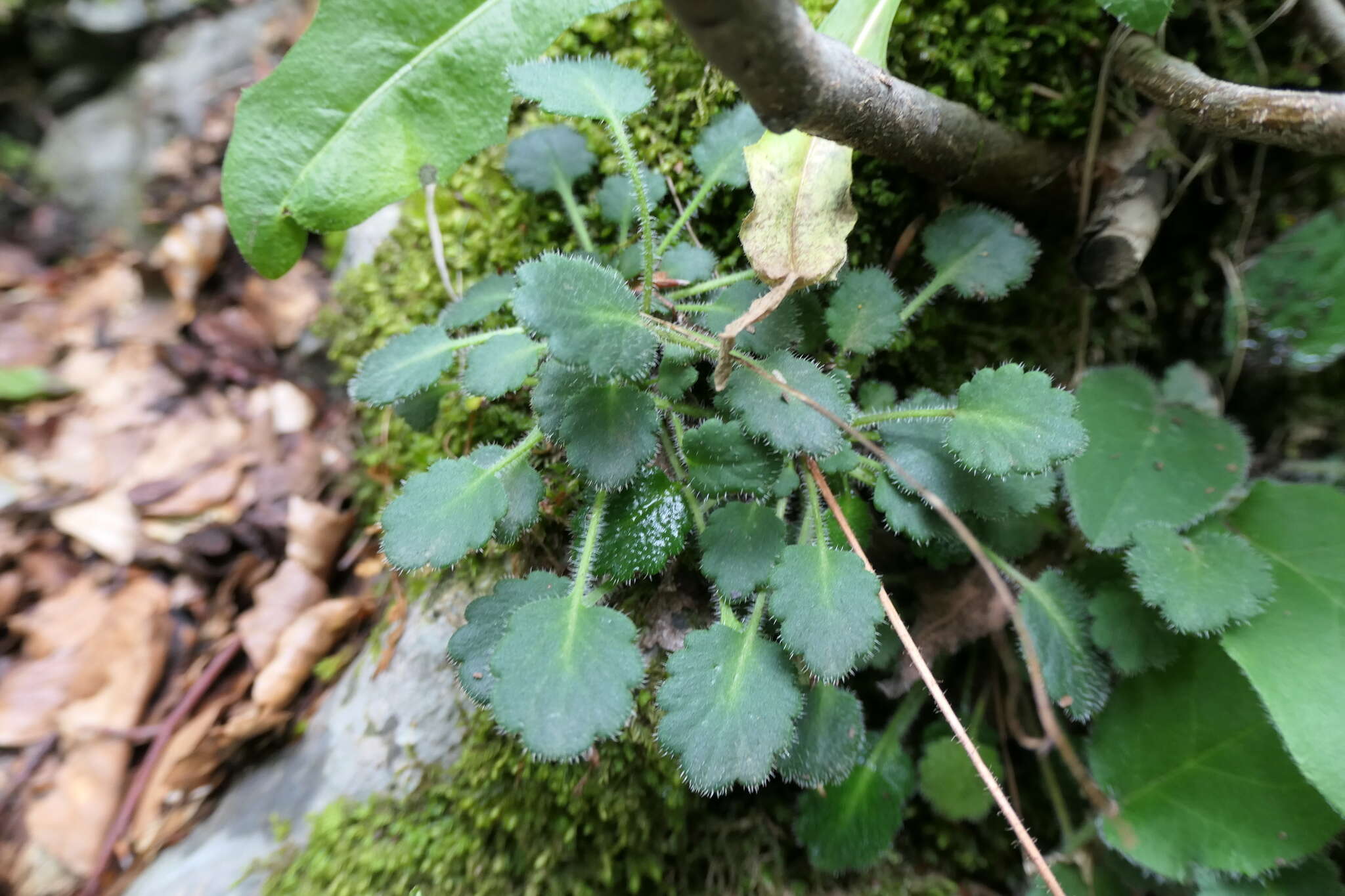 Sivun Saxifraga hirsuta L. kuva