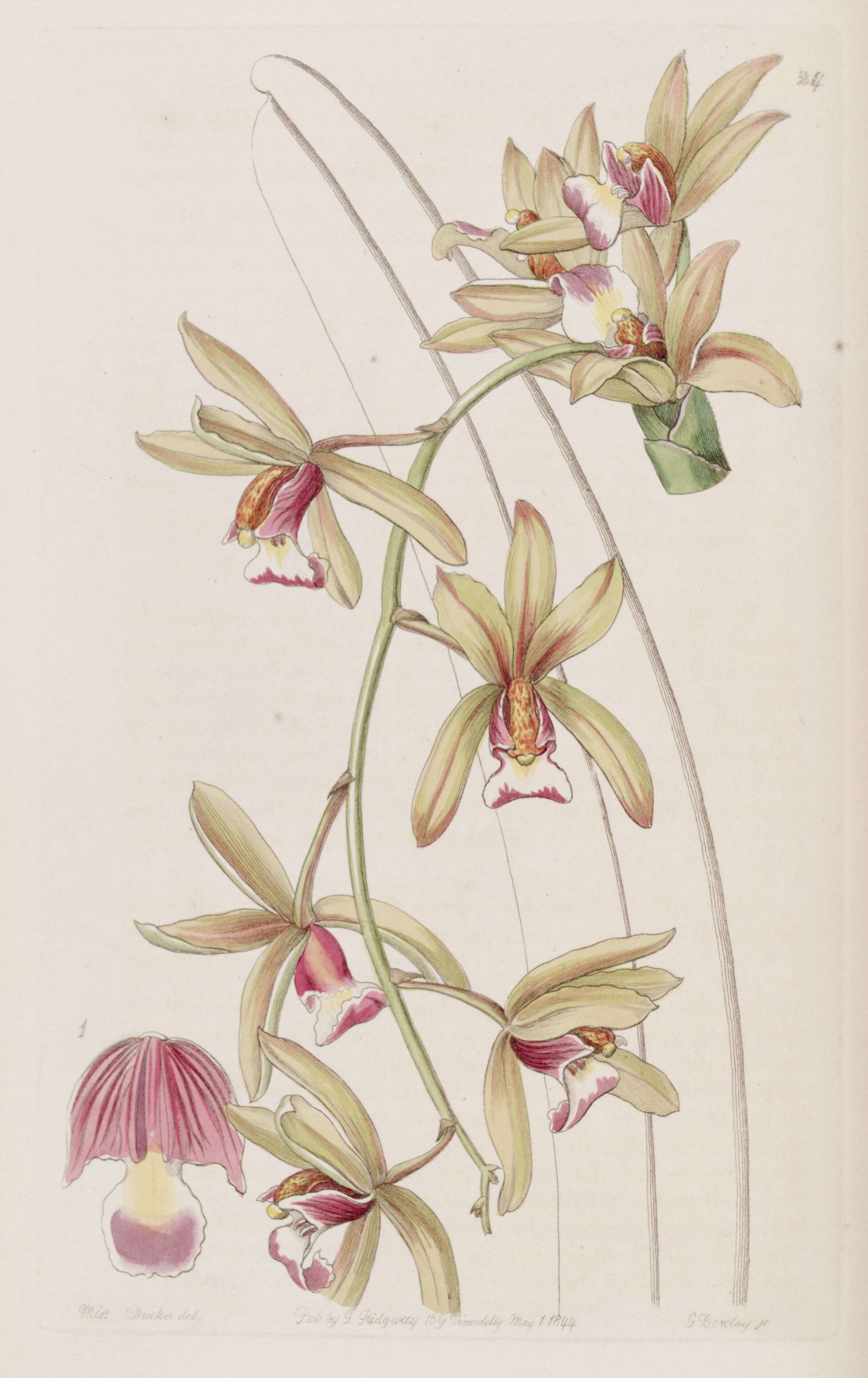 Слика од Cymbidium aloifolium (L.) Sw.