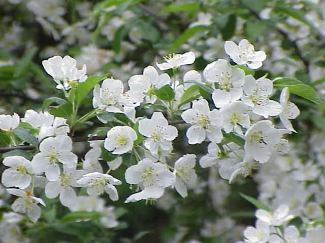 Image of Toringa crab apple