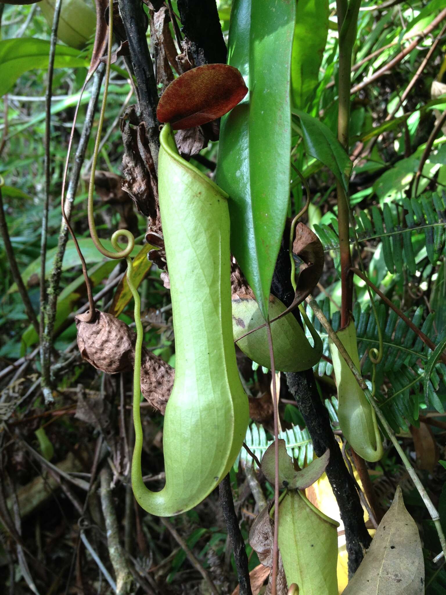 Слика од Nepenthes distillatoria L.