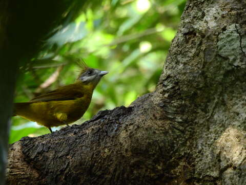 Imagem de Alophoixus flaveolus (Gould 1836)