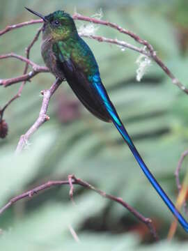 Image of Violet-tailed Sylph