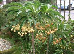 صورة Ardisia crenata Sims