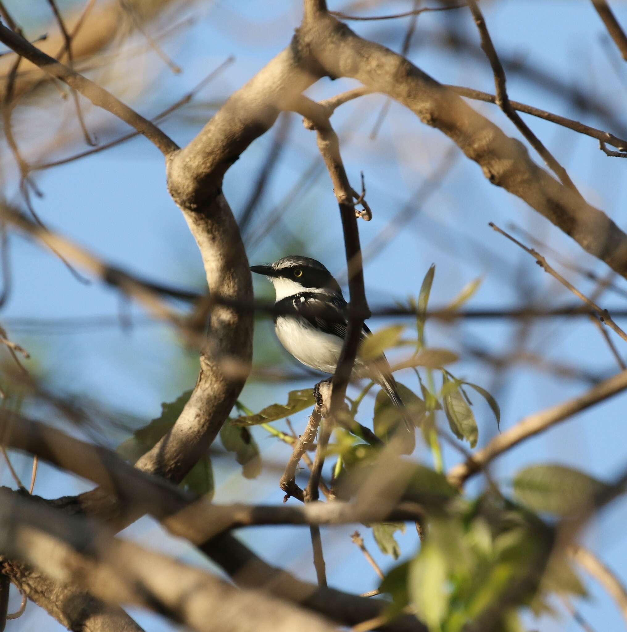 Image of Black-headed Batis