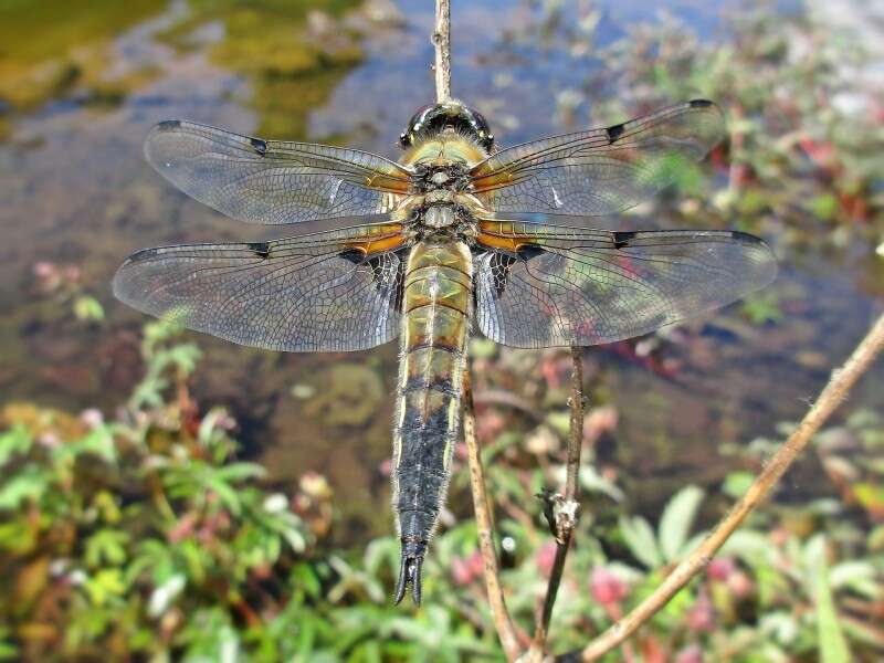 Image of Four-spotted Chaser